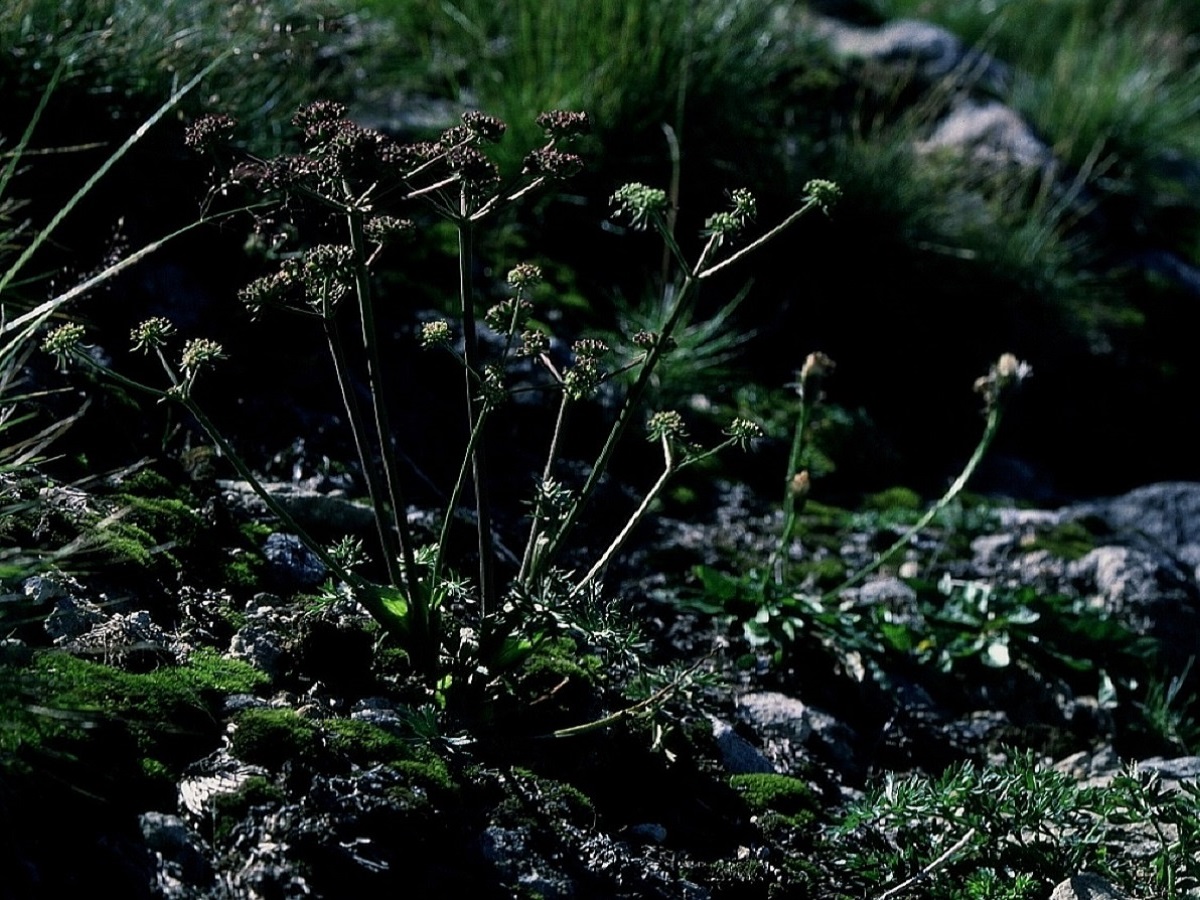 Epikeros pyrenaeus (Apiaceae)